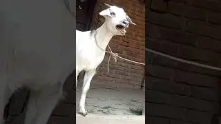 Bakra Rukhsana Ka Deewana...😂 #youtubeshorts #short #shorts