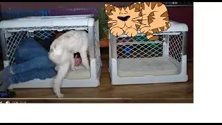 ❤️🐶❤️THE BEST DOG CRATE 2023 for PUPPY Unboxing Diggs Crate (New Color!) part2🐶#dogcrate