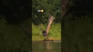 Eagles never give up....Ariel Hunter