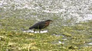 Green heron (Butorides virescens) hunting