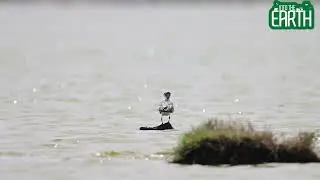 Greater Crested Tern | Elegant Coastal Seabird Hunting Behaviour | Rare Close-Up Observation