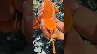 😍चाइना में ऐसे होती है संतरे की खेती😍 #orange #orangejuice #china #farming #shorts #trending #viral