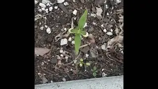 My420GrowRoom.com how to grow marijuana Series #4-my420growroom W4D5 day26 Jan 26, 2022 p6