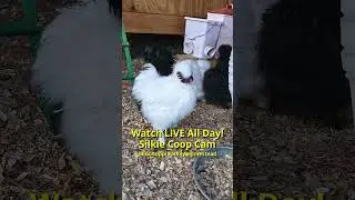 Silkie Chicken Routine: Quick Coop Moment