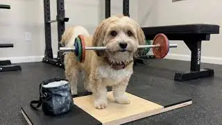 A Little Havanese in Training 🏆🐶