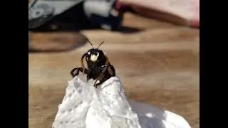 Saving a Bee that got Stuck in Fake Spider Web