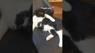 Thank you ❤️🙈 #adoreble #adorably #cute #comedy #funny #kitten #lissi #funnycats #pets #cat