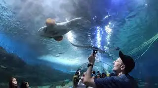 Manila Ocean Park, OCEANARIUM, Philippines