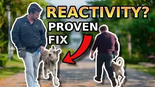 Transform Reactive Dogs with a Simple Heel: Proven Training Method