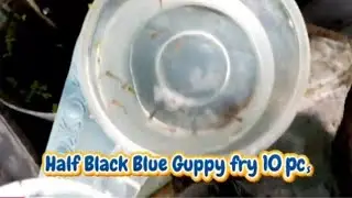 Vlog 25: Guppy Surprise! My Half Black Blue Guppy Nanganak ulit!