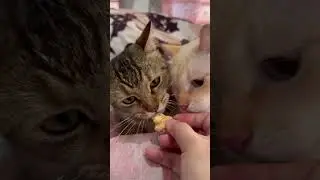 Pt. 8 : Testing egg-shaped cat treat on Beaumiu - a YES but&hellip;. 😆😆😆