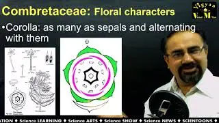 Combretaceae family with Gujarati Narration