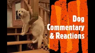 Funny Dog Commentary & Reactions!