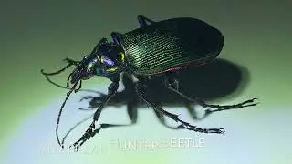 Caterpillar Hunter