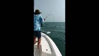 Massive Cobia Caught on Oyster Toadfish