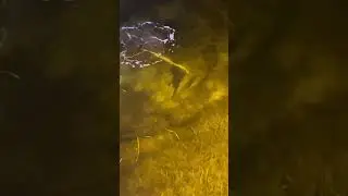 How To Miss a Mullet! #hunting #fishing #bowfish #bowandarrow #bowfishing #outdoors #fail #fun