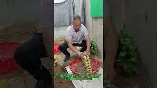 Gecko Army Unleashed! Natural Pest Control Secret (Shocking Moment)