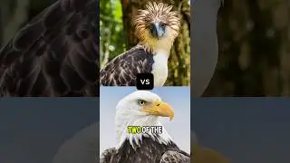 Monkey-Eating Eagle vs Bald Eagle 🦅 Sky Kings Battle! #shorts #animalfacts #eagles