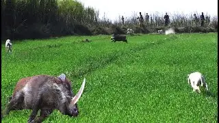 New shakier dogs and pig's Milak Mustafa khar 2023 Pakistan Part 1