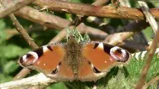 Speckled Wood - Small White and Peacock Butterflies with a busy Bumble Bee clip at the end