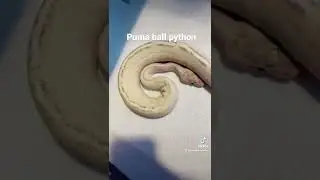 My puma male ball python