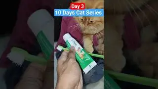 How To Brush Cat Teeth