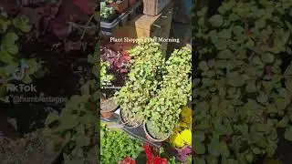 Plant shopping in New York after Earthquake 2024
