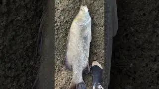 Barramundi fishing in Goa #goafishing #fishing #goafish #barramundi #seafood #indiafishing