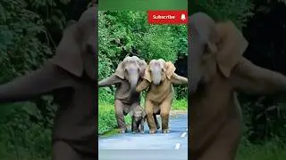 Elephant Amazing Dance funny l trending shorts #shorts #shortsfeed #dance #video #vairalvideo #yt