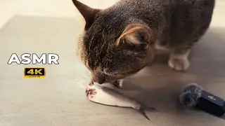 ASMR Cat Eats Raw Fish | Can Eat 2?