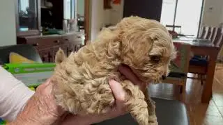 Toy Poodle x Shih Tzu Cross Puppy Vid 5