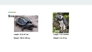Alligator snapping turtle vs Harpy eagle