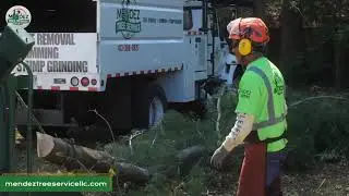 Mendez Tree Service Springfield Massachusetts 01109