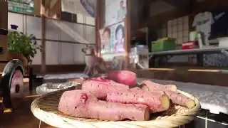 Sakai sweet potato brings in sweet success