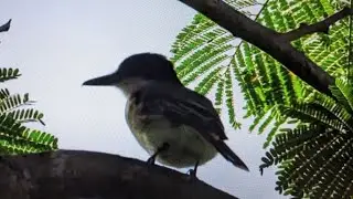 Loggerhead Kingbird (Jamaica)
