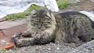 Eleanor plays with a slowly dying bird