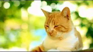 Meet Natasha (First Coast No More Homeless Pets)
