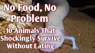 Nature's Fasting Experts: Top 10 Animals That Can Go Months Without Eating!