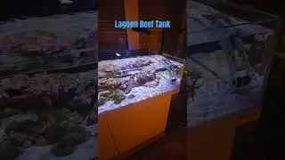 Lagoon reef tank content coming soon, subscribe if you'd like to follow up #lagoon #reeftank