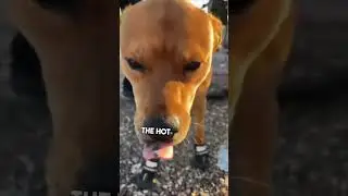 This homeless man takes care of his dog no matter what 👏❤️