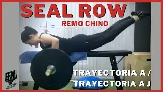 Seal Row Remo Horizontal Bench Row Trayectoria a / trayectoria a J. Escuela de Fuerza y Musculacion