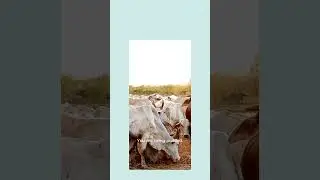 Dream of a White Cow 🐄⚪ | God Is Purifying Your Path&rdquo;