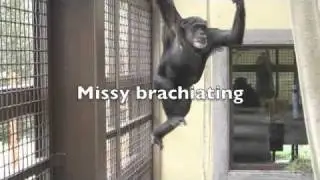 Chimps Brachiating and Playing