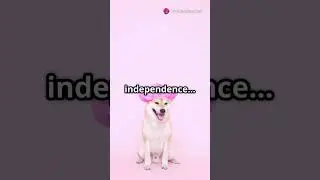 Shiba Inu Antics: A Minute of Pure Joy!