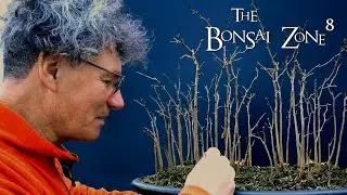 My Osage Orange Bonsai Forest, The Bonsai Zone, Dec 2021