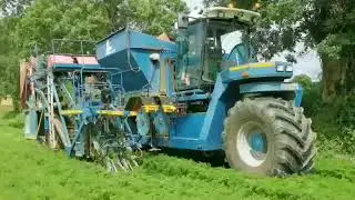 Starting the carrot harvest
