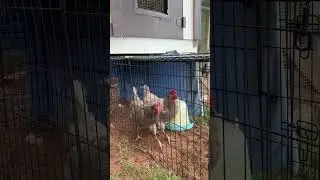 Chicken Jail #backyardchickens #backyardflock #chickens #chickenkeeping
