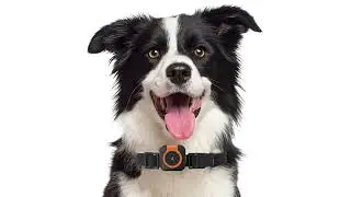 Smart Pet Health Care Vitals Wearable Pet Health Monitor GPS Tracker China Manufacturer