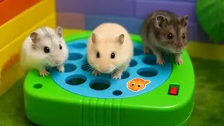 Hamster tricks in their new home#hamster 