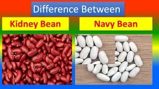Differences Between Medical And Health Benefits Of Kidney Bean and  Navy Bean